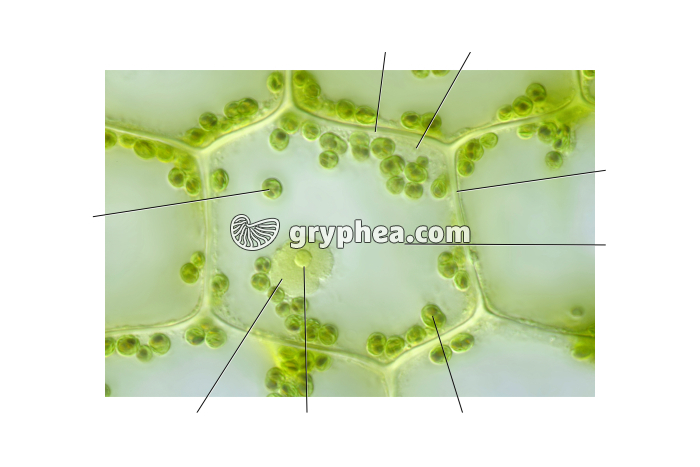 Cellule d'Elodée x200 - fléchée - gryphea.com